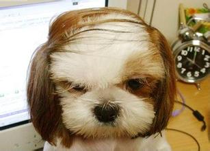 广州app开发秃顶app